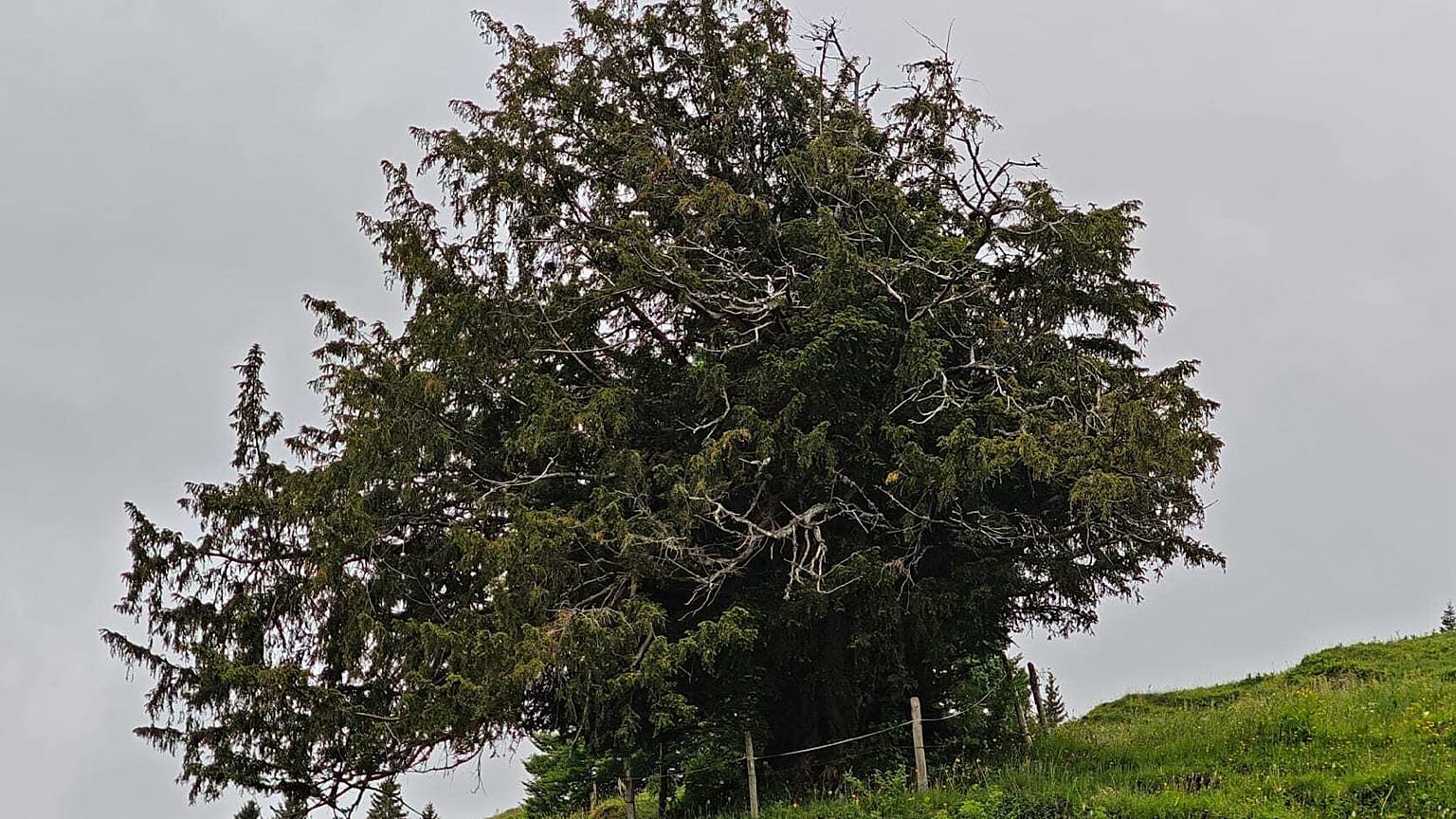Primeval yew near Steibis: its trunk is barely visible - typical of very old yew trees.