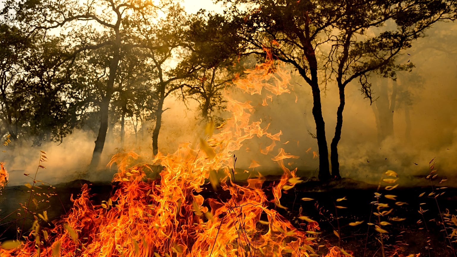 Flames devour the vegetation.