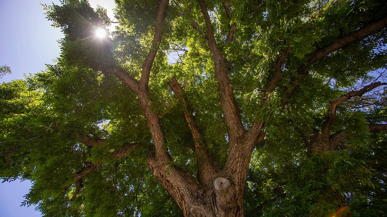 A hundred-year-old tree in Ogden, Utah, photographed in 2018