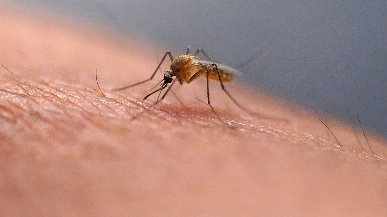 A mosquito feeds on a technician at the Salt Lake City Mosquito Abatement District on July 26, 2023, in Salt Lake City. 