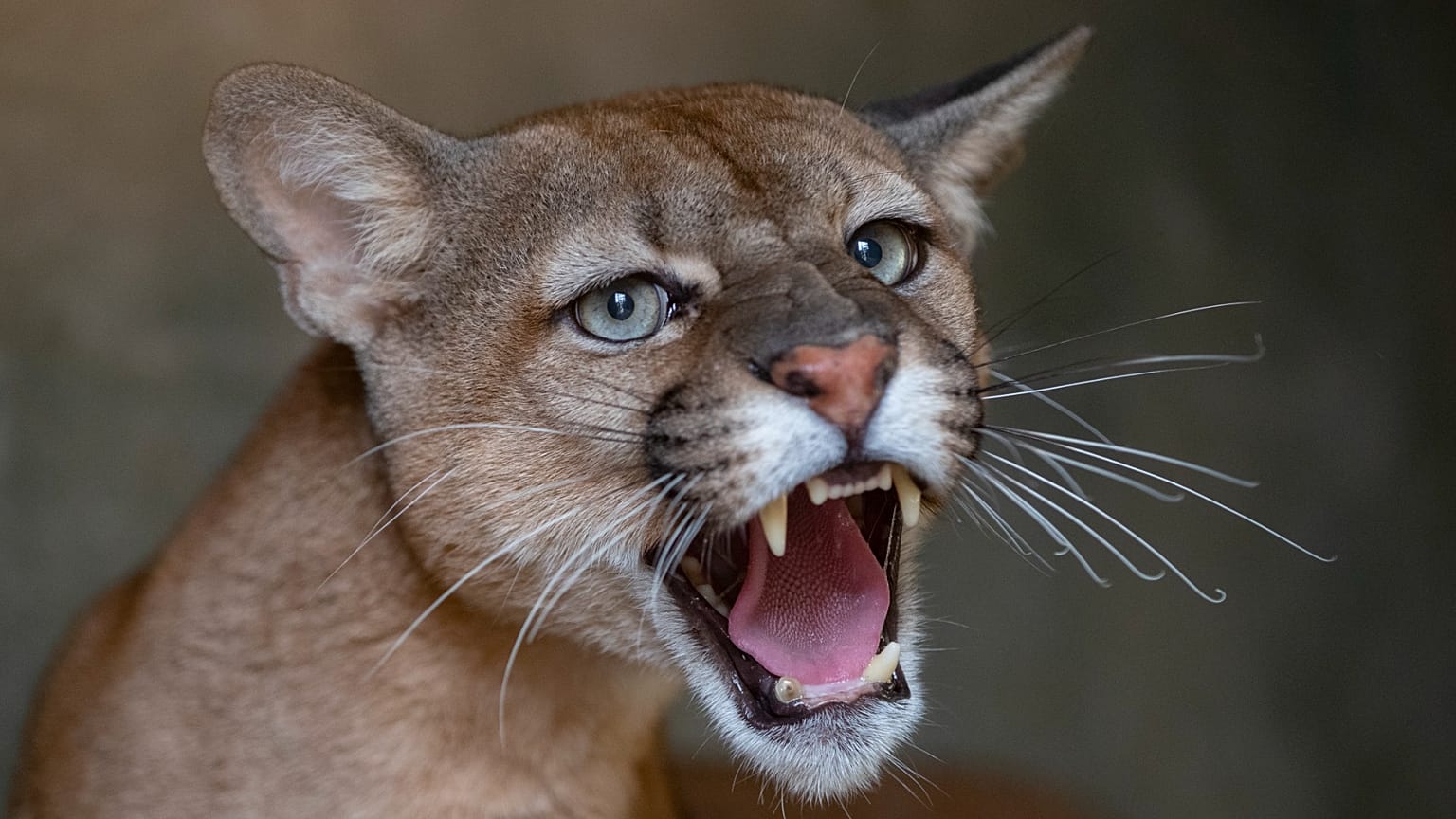 A puma growls from inside its cage at the Mata Ciliar NGO in Jundiai, 20 October, 2020