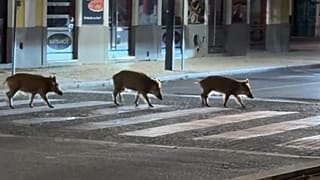 Wild boar were filmed using a pedestrian crossing at night on the streets of Setúbal