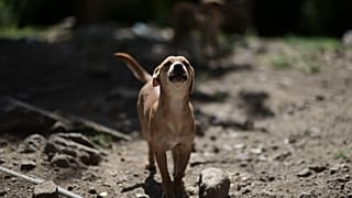 abandoned animal