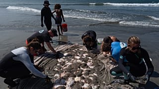 Researchers gather around a pile of stingrays to clip their barbs after catching them in Seal Beach